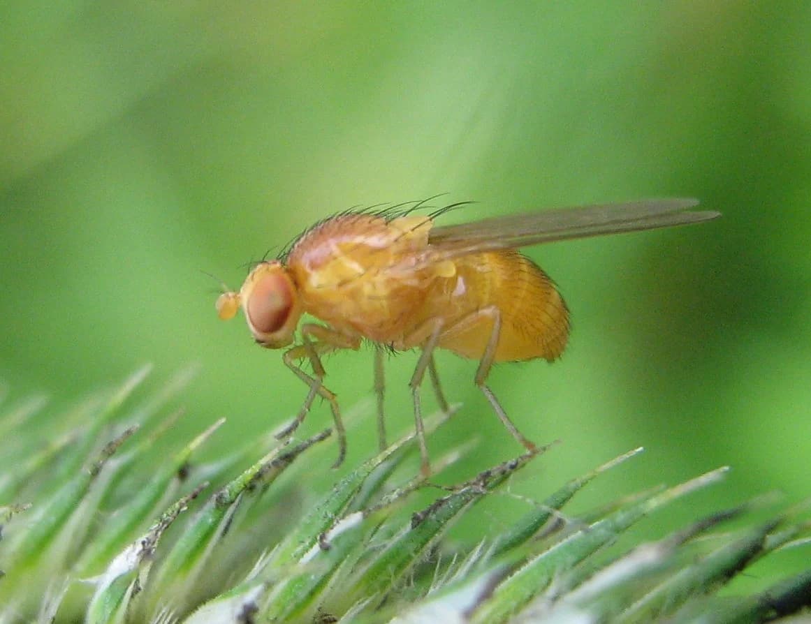 drosophila.jpg